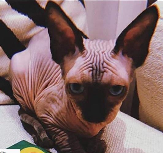 Kucing Cristiano Ronaldo yang diberi nama Pepe. (Foto: Daily Mail)