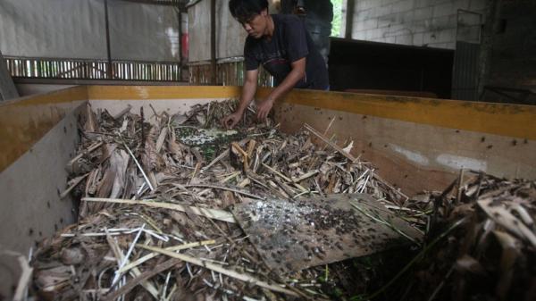 Pemuda di Tuban, Lilik, sukses menjadi jutawan setelah membudidayakan jangkrik. (Foto: MNC Portal/Pipiet Wibawanto)