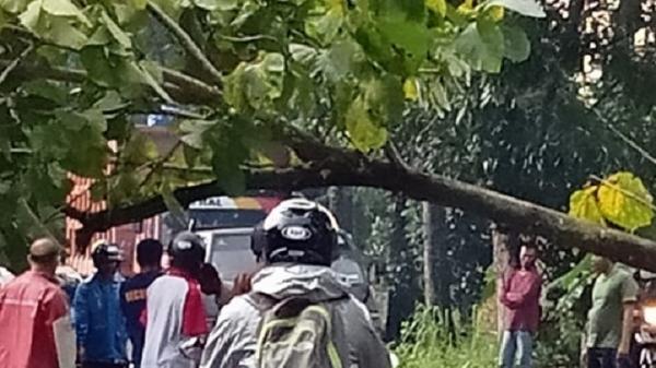 Pohon tumbang melintang di jalan Lumbungrejo, Tempel, Kabupaten Sleman, Selasa (2/3/2021). (Foto: Dok BPBD Sleman)