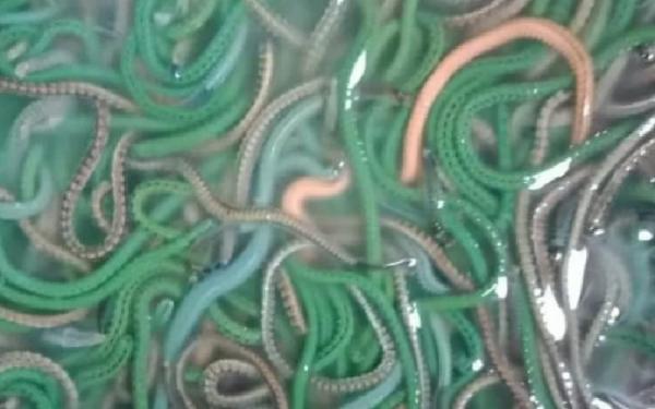 Manfaat Nyale (Foto: Istimewa)