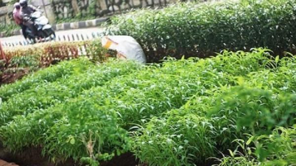 Kolong Flyover Cipinang, Jakarta Timur disulap oleh warga menjadi terlihat hijau dan asri. (Foto: Instagram).