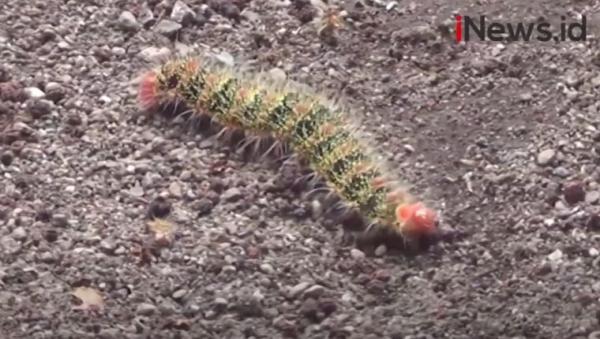 Markas Damkar Bandung Diserang Ulat Bulu, Belasan Petugas Gatal-Gatal