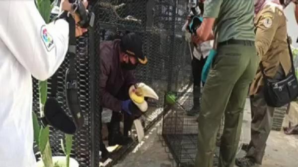 Burung Julang Emas milik Gubernur Aceh Burung Julang Emas milik Gubernur Aceh disita BKSDA. (Foto: Sindonews).