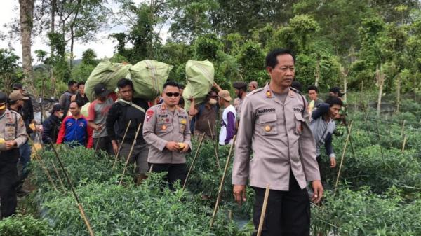 Oknum guru SD di Bengkulu diduga tanam ganja di kebun cabai  (Demon Fajri/MNC Portal)