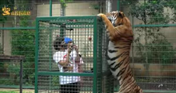 Screenshot 20210411 105442 YouTube Atta Halilintar dan adiknya masuk kerangkeng besi di depan harimau yag sedang dikasih makan. (Foto: YouTube Atta Halilintar)