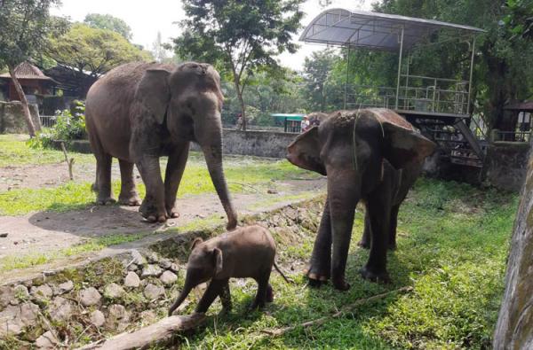 Sambut Imlek, Gembira Loka Zoo Tambah Koleksi Satwa hingga Lomba untuk Wisatawan