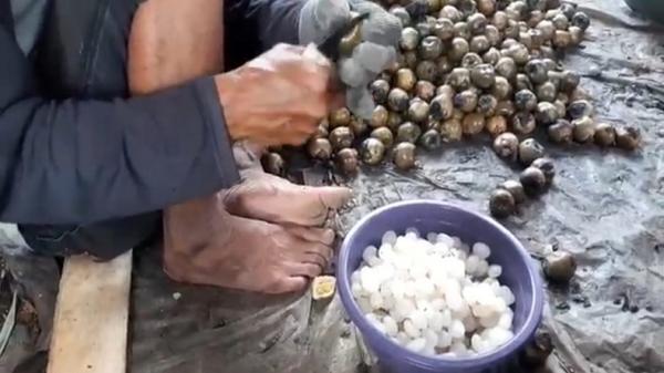 Perajin mengeluarkan kolang kaling dari cangkangnya. (Foto: iNews/M Andi Ichsyan)