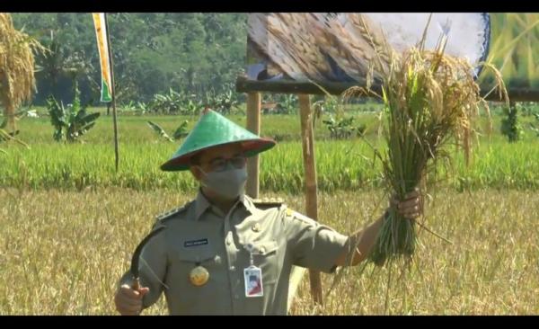 Gubernur DKI Jakarta Anies Baswedan bersama Bupati Cilacap, Tato Suwarto Pamuji melakukan panen raya di Desa Jenang, Kecamatan Majenang, Cilacap, Jawa Tengah, Jumat (16/4/2021). (iNews/Heri Susanto)
