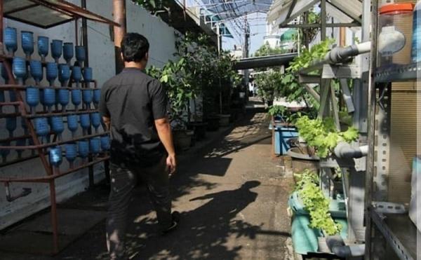 Anies Pamerkan Inovasi Warga Petojo Utara Sulap Gang Kecil Jadi Urban Farming