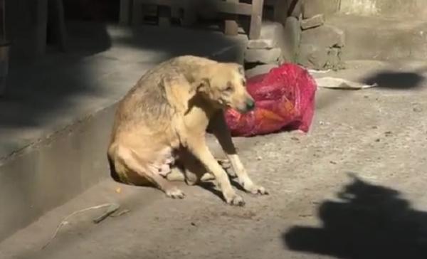 Anjing rabies menyerang lima warga di Klungkung, Bali. (Foto: iNews.id/Juli Arsana)