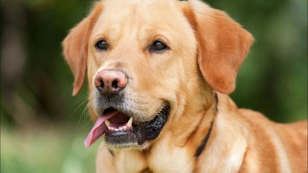 Scientists Discover New Type of Corona Virus from Dogs