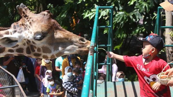 14 Sindo Kbs 4 Pengunjung melihat satwa koleksi KBS, Minggu (16/5/2021). (istimewa).