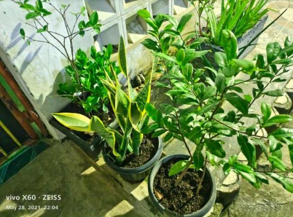 Ketua DPRD Kabupaten Kudus  Masan saat sidak di Pasar Bitingan, Selasa (1/6/2021). (Antara)