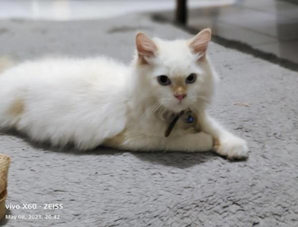 Menggunakan kamera belakang