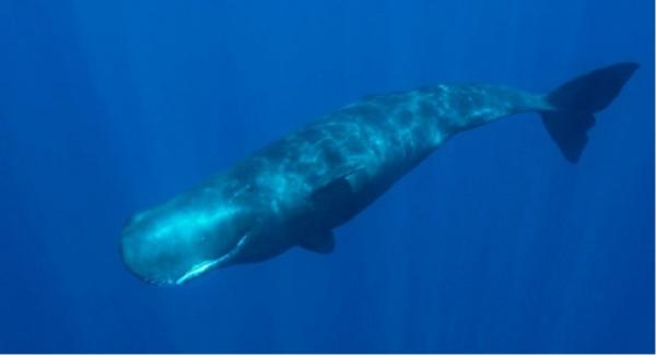 000 Paus Sperma The Wire Paus sperma. (Foto: The Wire)