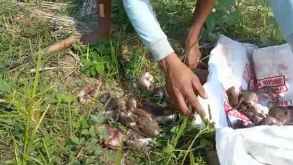 Tikus yang berhasil diburu warga Lampung Tengah  (Roy M Perleoli/iNews)