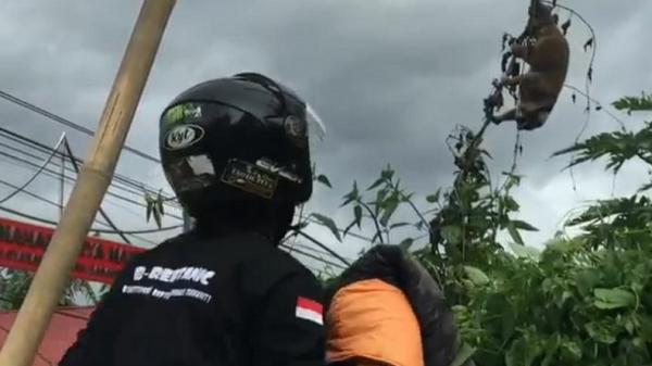 KUKANG BUKITTINGI2 Anggota B-Reptanic Rescue menangkap kukang yang sempat bergelantungan selama 5 jam di kabel listrik. (Foto: iNews/Wahyu Sikumbang)