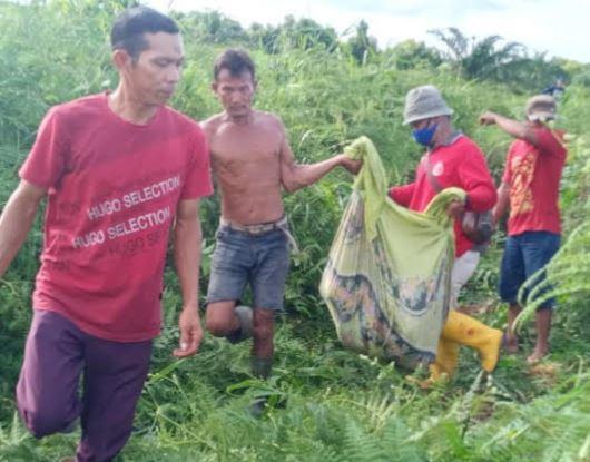 30- Dimangsa Harimau Warga mengevakuasi jasad petani yang ditemukan tewas mengenaskan di sema-semak diduga dimangsa harimau di Kota Dumai. (Foto: MNC Portal/Banda Haruddin Tanjung)