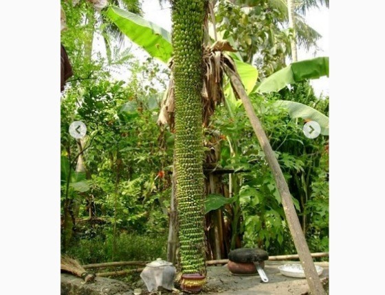 IMG 07072021 224658 560 X 430 Piksel