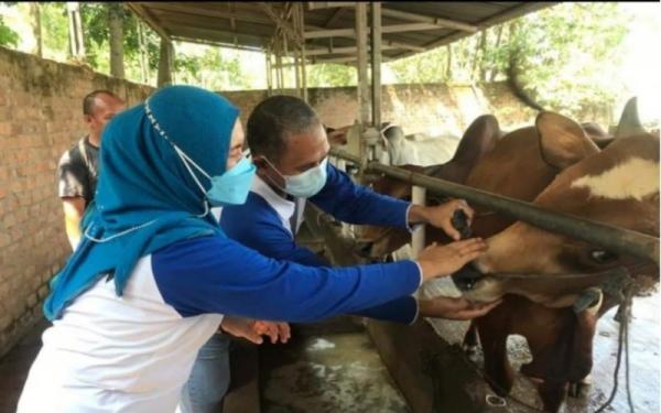 Petugas melakukan pemeriksaan hewan untuk kurban yang dijual pedagang di Baturaja. (Foto: Antara)