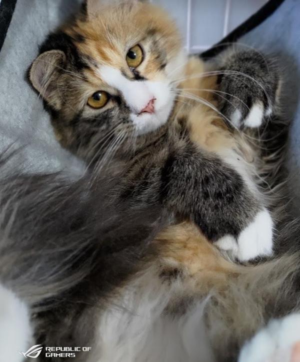 Hasil kamera belakang 