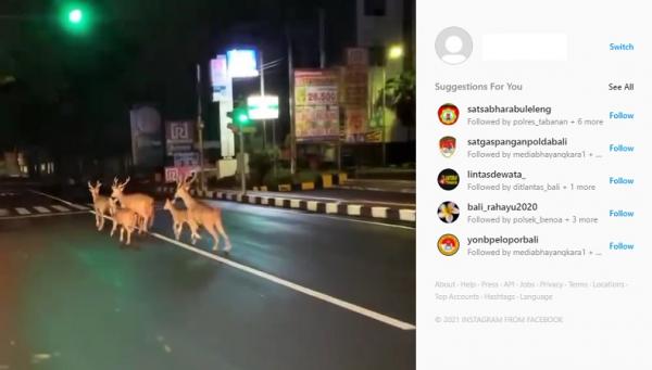 Video viral enam ekor rusa berkeliaran di Jalan Diponegoro, Kota Denpasar, Bali, Kamis (8/7/2021) malam. (Foto: Instagram @denpasar.viral)