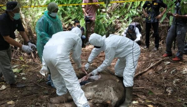 Pilu, Seekor Gajah Sumatera Ditemukan Mati di Kebun Karet Jambi