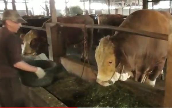 Sapi berjulu macan Agam siap dikurbankan pada Hari Raya Idul 