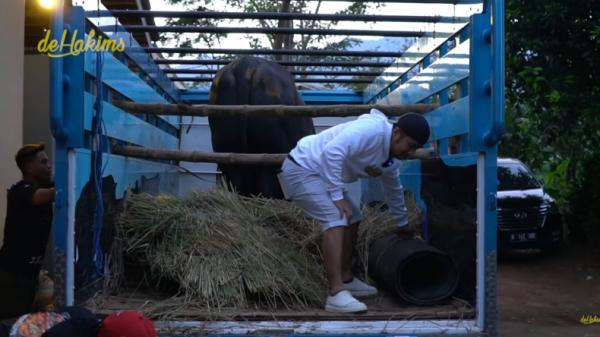 Grandong, sapi jumbo milik Irfan Hakim-1 Grandong, sapi jumbo milik Irfan Hakim untuk dikurbankan saat Idul Adha (YouTube deHakim)