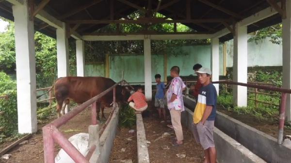 Sapi Kurban Presiden di Masjid Agung Palopo Dijaga Obat Nyamuk Bakar