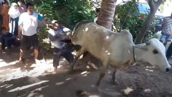 Sapi Ngamuk di Madina, Tendang Panitia Pemotongan Hewan Kurban hingga