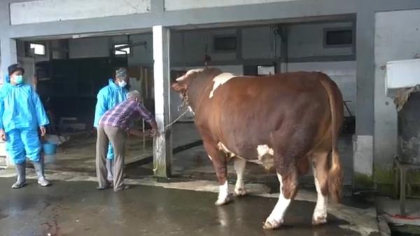 SAPI JOKOWI2 Sapi simental berbobot 1 ton sebelum disembelih di RPH Cikar Tani Lembang. (Foto: iNews/Yuwono Wahyu)