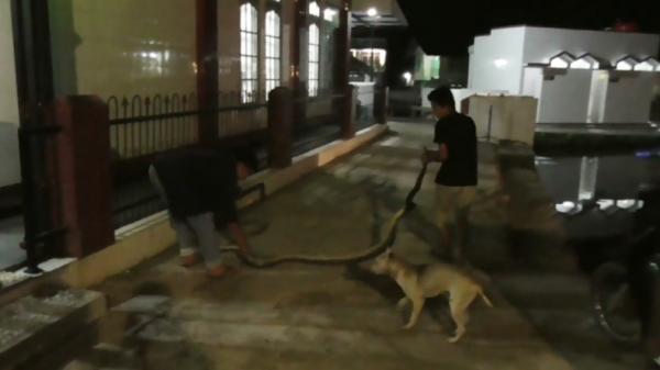 Warga Agam, Sumbar menangkap ular piton sepanjang 4 meter (Wahyu Sikumbang/MNC Portal)