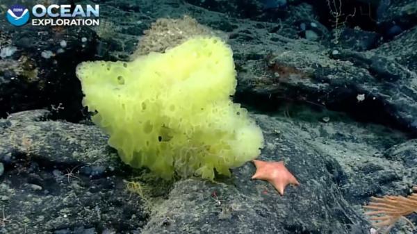 Spons Laut Spons Laut dan Bintang Laut