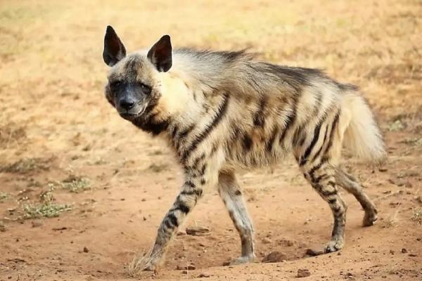 Hyena belang. (Foto: Twitter)