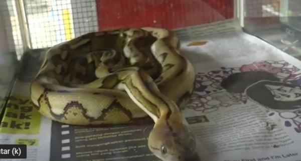 Hobi memelihara ular piton mampu mendatangkan rezeki. (Foto: MNC Portal/Hari Tambayong)