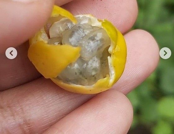 IMG 12082021 172006 560 X 430 Piksel