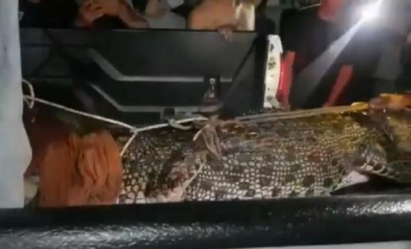 Buaya Singkawang2 Buaya yang ditangkap warga dievakuasi petugas konservasi Singkawang. (Foto: iNews/Uun Yuniar)