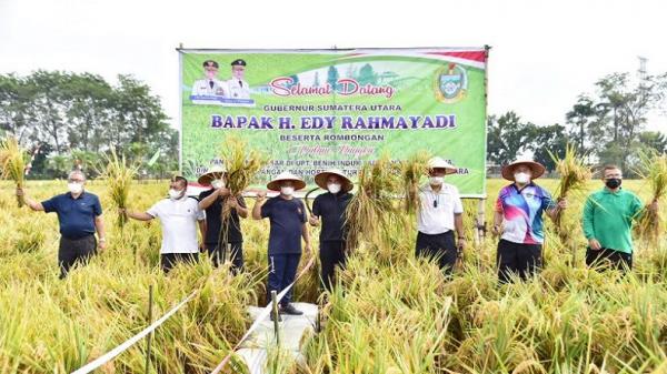 Kebutuhan Benih Padi Tinggi, Edy Rahmayadi Dorong Pengembangan di Sumut