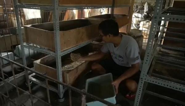 Yohanes banting setir budi daya larva lalat (maggot) hingga meraup untung jutaan rupiah per bulan. (Foto: iNews/Indira Arri)