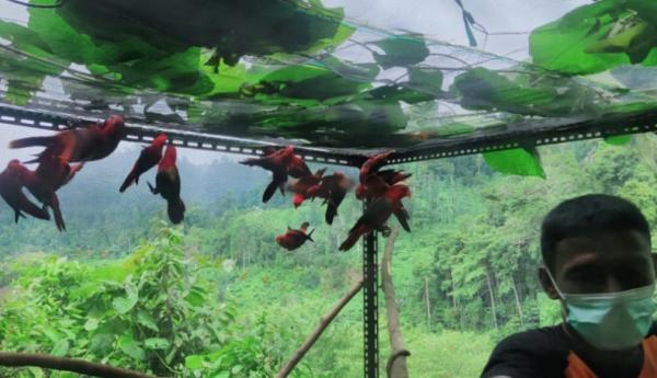 Puluhan Burung Langka Dilepas Liar di Maluku Utara