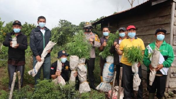 Polres Dairi Bongkar Ladang Ganja di Parbuluan, Pelaku dan 200 Pohon Diamankan