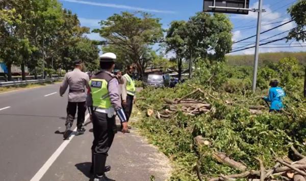 Petugas Polres Gianyar mendatangi lokasi pohon tumbang di Jalan Bypass Ida Bagus Mantra, Selasa (31/8/2021). (Foto: iNews/Ketut Catur)