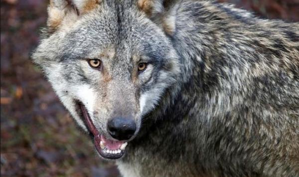 2 Serigala Kabur dari Kandang Bikin Panik Pengunjung, Kebun Binatang Ditutup