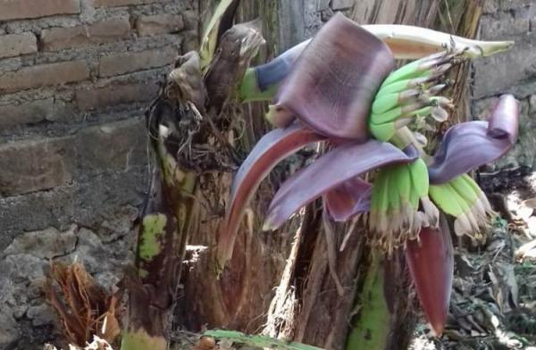  Unik  Pohon Pisang Berbuah dari Batang yang Membusuk