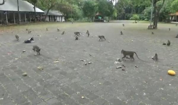 Monyet di objek wisata Sangeh, Bali. (Foto: iNews/Bagus Alit)
