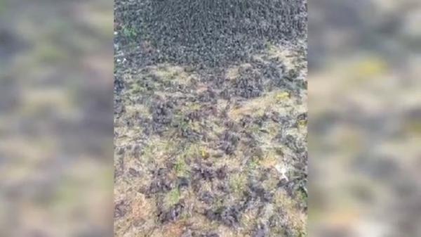 Tumpukan bangkai burung pipit di tanah kuburan adat wilayah Banjar Sema, Kabupaten Gianyar, Bali. (Foto: iNews/Ketut Catur Kusumaningrat)