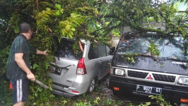 Pohon rambutan di Bogor, Jawa Barat (Jabar) tumbang dan timpa mobil (Putra Ramadhan A/MNC Portal)
