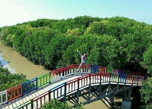 Hutan Mangrove Pandansari, Brebes menjadi salah satu tempat hunting foto terkenal di Pantura. (Foto: Instagram)