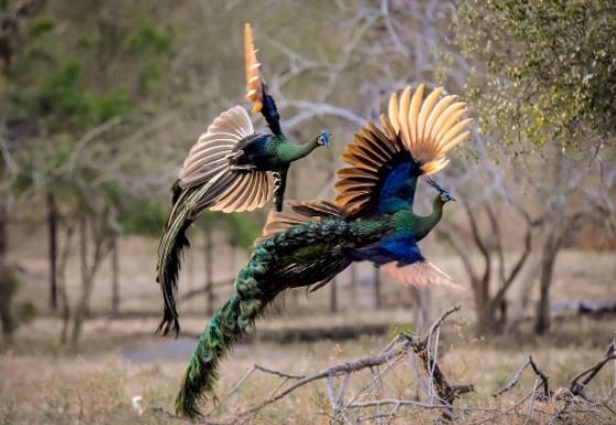 Taman nasional Baluran di Sutobondo, Jatim bisa dijadikan tempat hunting foto di Pantura yang terkenal. (Foto: Instagram)